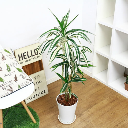 稀有果核 ドラセナ デレメンシス ワーネッキー ロンギー H110cm 陶磁器丼お針 現品 観葉植物 ドラセナ フラグランス ワーネッキー シロシマセンネンボク シロワネッキー 風水 嬉しいの樹形図の相棒 送料込み Msgtours Com