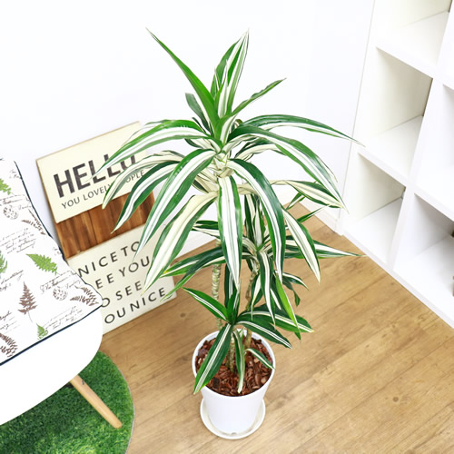 希少種 ドラセナ デレメンシス ワーネッキー ロンギー H110cm 陶器鉢仕立 現品 観葉植物 ドラセナ フラグランス ワーネッキー シロシマセンネンボク シロワネッキー 風水 幸福の木の仲間 送料込み Restorationgardner Org