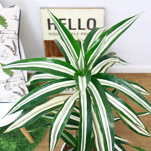 希少種 ドラセナ デレメンシス ワーネッキー ロンギー H110cm 陶器鉢仕立 現品 観葉植物 ドラセナ フラグランス ワーネッキー シロシマセンネンボク シロワネッキー 風水 幸福の木の仲間 送料込み Restorationgardner Org
