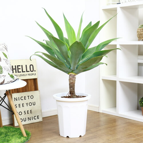 アガベ アテナータ ボーチンブルー 10号鉢 H102cm 現品 観葉植物 Agave 部屋 おしゃれ アテヌアナータ アガベ アッテヌアータ インテリアグリーン 金運 竜舌蘭 リュウゼツラン 幹上がり あがべ 多肉植物 可愛い器 学名 Agave Attenuata Voli Me