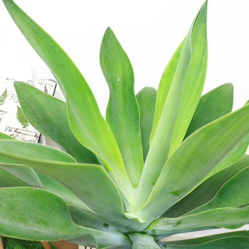 アガベ アテナータ ボーチンブルー 10号鉢 H102cm 現品 観葉植物 Agave 部屋 おしゃれ アテヌアナータ アガベ アッテヌアータ インテリアグリーン 金運 竜舌蘭 リュウゼツラン 幹上がり あがべ 多肉植物 可愛い器 学名 Agave Attenuata Painfreepainrelief Com