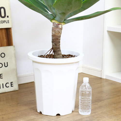アガベ アテナータ ボーチンブルー 10号鉢 H102cm 現品 観葉植物 Agave 部屋 おしゃれ アテヌアナータ アガベ アッテヌアータ インテリアグリーン 金運 竜舌蘭 リュウゼツラン 幹上がり あがべ 多肉植物 可愛い器 学名 Agave Attenuata Painfreepainrelief Com