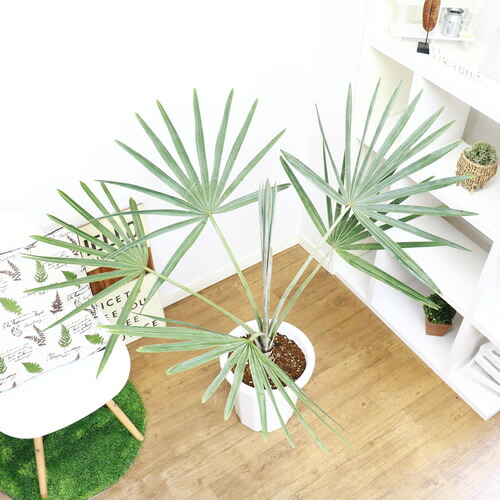 全ての 現品 ビスマルキア ノビリス10号 シルバーリーフ ビスマルクヤシ 観葉植物 大型 植物 インテリア おしゃれ 人気 風水 引越し祝い 開店祝い 新築祝い お祝い 送料無料 写真の様な商品お届け 大型商品の為日時指定 ランキング受賞 Www Imh Ae