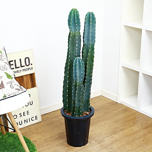 トゲ無し 柱サボテン 3本立 H100cm 8号鉢仕立 現品 観葉植物 大型 さぼてん 柱サボテン Magazinpegas Cz