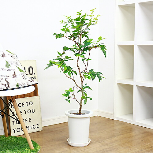 現品 人気の四季生り性 ジャボチカバ 大葉系 7号鉢 H100cm 観葉植物 果樹 苗 お祝い 南米ブラジル産のトロピカルフルーツ 亀のいる地 条件付送料無料 Andapt Com