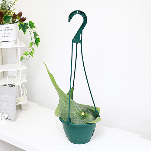 観葉植物 コウモリラン ビカクシダ グランデ H29cm 5号吊り鉢 プラティセリウム 花 ガーデン Diy 森の王冠 大型のコウモリラン 人気の育つインテリア 麋角羊歯 耐寒性 耐陰性 Andapt Com