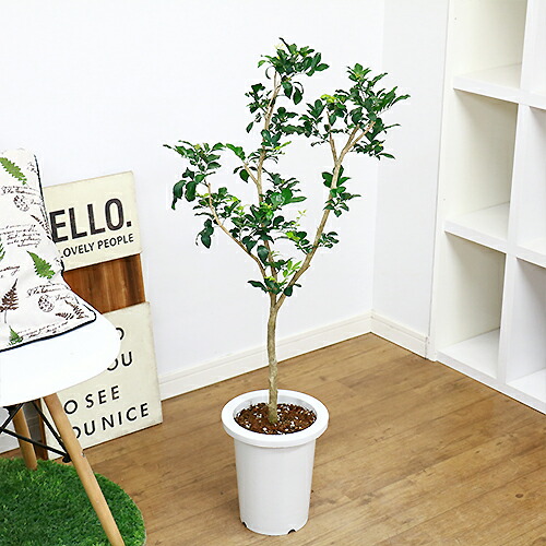 ロイヤルジャスミン H98cm 7号鉢 花芽付き 入手困難 希少種 花 ガーデン Diy 観葉植物 現品 アロマ ゲッキツ 花言葉は 純粋な心 花 香り 四季咲き性で育て易い 庭 ベランダ ガーデニング 送料無料 イーラン Christine Coppin Com