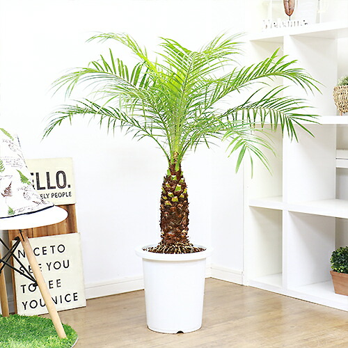 現品 観葉植物 フェニックス ロベレニー H108cm 9号鉢仕立 ロベリニー シンノウヤシ Andapt Com