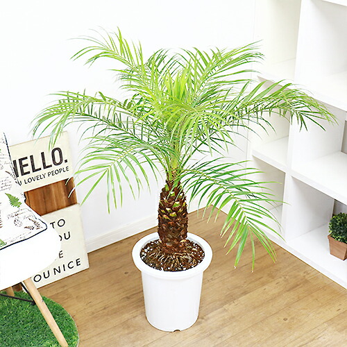 現品 観葉植物 フェニックス ロベレニー H108cm 9号鉢仕立 ロベリニー シンノウヤシ Rvcconst Com