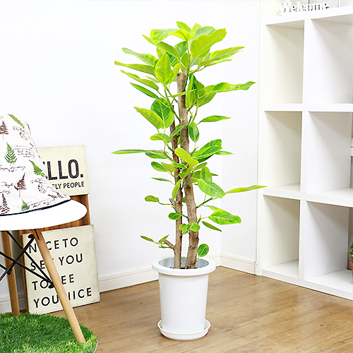 フィカス アルテシーマ H100cm 7号鉢 現品 観葉植物 Ficus Altissima フィカス アルティシマ アルテシマ ゴムの木 送料込み Andapt Com