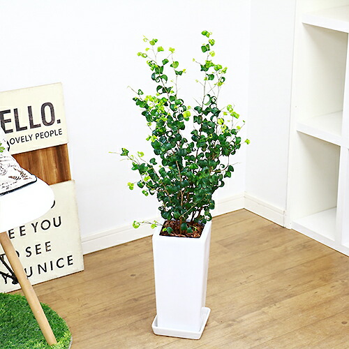 観葉植物 フィカス ベンジャミン バロック H85cm スクエア陶器鉢仕立 受皿付 ギフト お祝い 室内 Christine Coppin Com