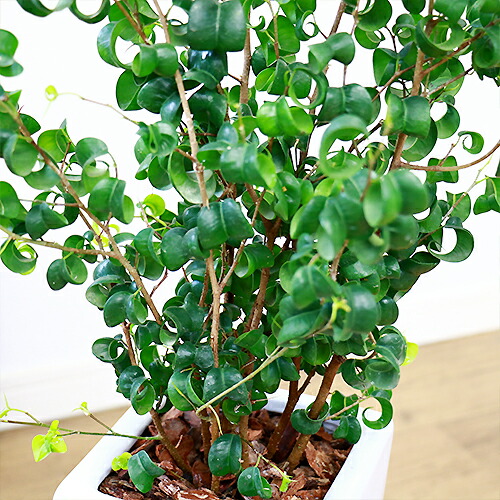 観葉植物 フィカス ベンジャミン バロック H85cm スクエア陶器鉢仕立 受皿付 ギフト お祝い 室内 Christine Coppin Com