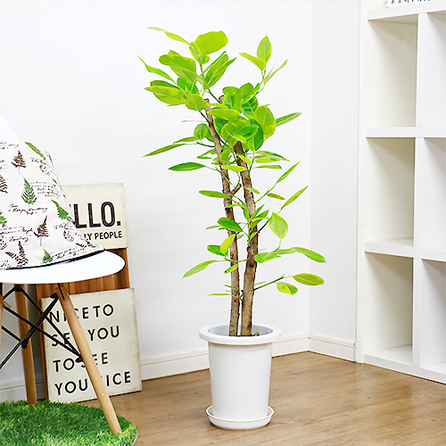 フィカス アルテシーマ H102cm 7号鉢 現品 観葉植物 Ficus Altissima フィカス アルティシマ アルテシマ ゴムの木 送料込み Andapt Com