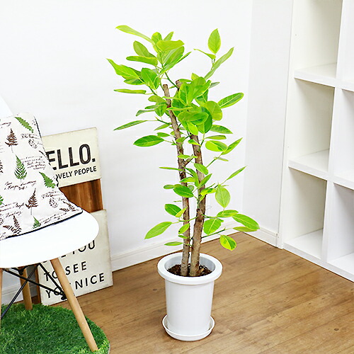 フィカス アルテシーマ H102cm 7号鉢 現品 観葉植物 Ficus Altissima フィカス アルティシマ アルテシマ ゴムの木 送料込み Rvcconst Com