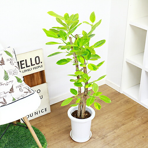 フィカス アルテシーマ H102cm 7号鉢 現品 観葉植物 Ficus Altissima フィカス アルティシマ アルテシマ ゴムの木 送料込み Rvcconst Com