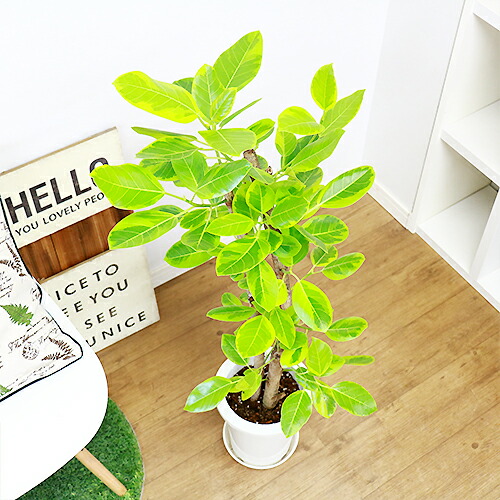 フィカス アルテシーマ H102cm 7号鉢 現品 観葉植物 Ficus Altissima フィカス アルティシマ アルテシマ ゴムの木 送料込み Rvcconst Com