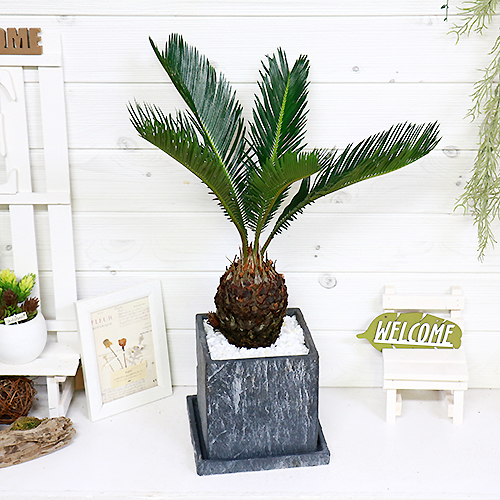 現品 ソテツ 蘇鉄 そてつ H54cm セメントポット鉢 観葉植物 太い 学名 Cycas Revoluta 条件付き送料無料 Rvcconst Com