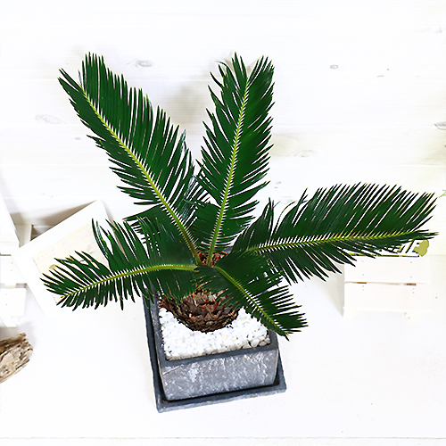 現品 ソテツ 蘇鉄 そてつ H54cm セメントポット鉢 観葉植物 太い 学名 Cycas Revoluta 条件付き送料無料 Rvcconst Com