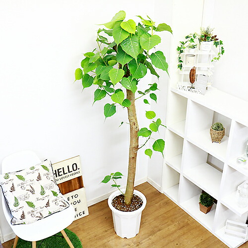 現品 インドボダイジュ 印度菩提樹 H180cm 10号鉢 観葉植物 ビッグサイズ フィカス 大型 菩提樹 ゴムの木 癒し系 風水 覚樹 道場樹 テンジクボダイジュ 天竺菩提樹 学名 Ficus Religiosa 今だけ Rvcconst Com