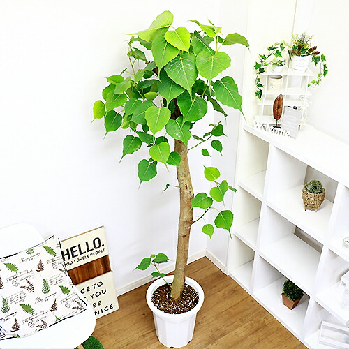 現品 インドボダイジュ 印度菩提樹 H180cm 10号鉢 観葉植物 ビッグサイズ フィカス 大型 菩提樹 ゴムの木 癒し系 風水 覚樹 道場樹 テンジクボダイジュ 天竺菩提樹 学名 Ficus Religiosa 今だけ Rvcconst Com