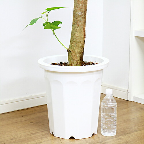 現品 インドボダイジュ 印度菩提樹 H180cm 10号鉢 観葉植物 ビッグサイズ フィカス 大型 菩提樹 ゴムの木 癒し系 風水 覚樹 道場樹 テンジクボダイジュ 天竺菩提樹 学名 Ficus Religiosa 今だけ Rvcconst Com