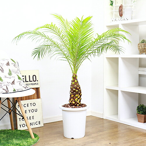 現品 観葉植物 フェニックス ロベレニー H113cm 9号鉢仕立 ロベリニー シンノウヤシ Andapt Com