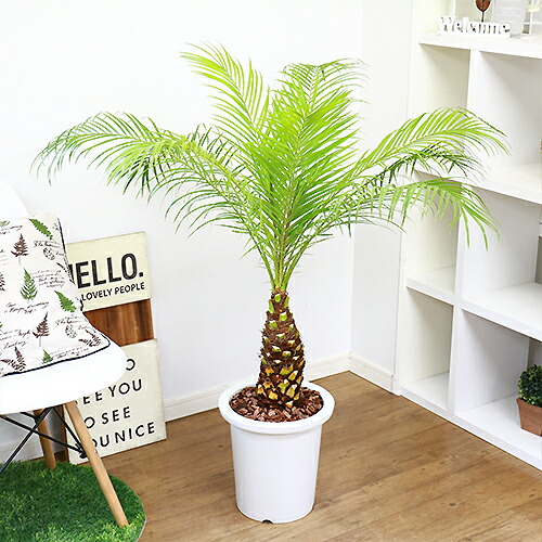 現品 観葉植物 フェニックス ロベレニー H113cm 9号鉢仕立 ロベリニー シンノウヤシ Rvcconst Com