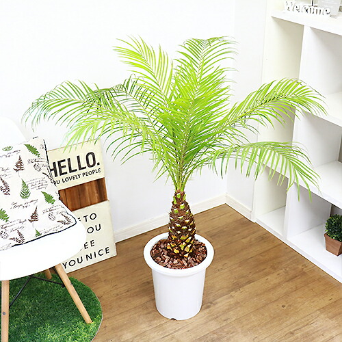 現品 観葉植物 フェニックス ロベレニー H113cm 9号鉢仕立 ロベリニー シンノウヤシ Rvcconst Com