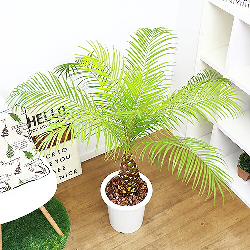 現品 観葉植物 フェニックス ロベレニー H113cm 9号鉢仕立 ロベリニー シンノウヤシ Rvcconst Com 現品 観葉植物 フェニックス ロベレニー H113cm 9号鉢仕立 ロベリニー シンノウヤシ Rvcconst Com