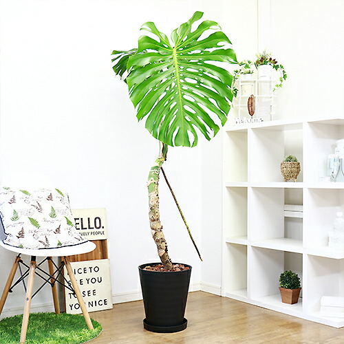 豪快 幹上がりモンステラ デリキオーサ H168cm 10号鉢仕立 現品お届け 幹上がり 観葉植物 大型 Andapt Com
