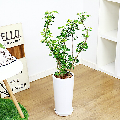 現品 ポリシャス バタフライ Hcm 陶器鉢仕立 観葉植物 タイワンモミジの仲間 バルフォリアナ ポリスキアス 現品 Kerclaim Com