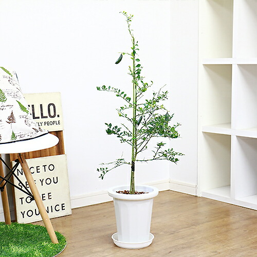 苗物 記念 誕生日 果樹 おしゃれ 農業 沢山の実付き 果物の苗物 接ぎ木 お料理やお酒などにナチュラル レッドシャンパン H96 苗物 鉢植え 森のキャビア プレゼント チプチ食感 祝い フィンガーライム カジュアル ツブツブ 珍しい香酸柑橘 送料無料人気 7号鉢 グリーン