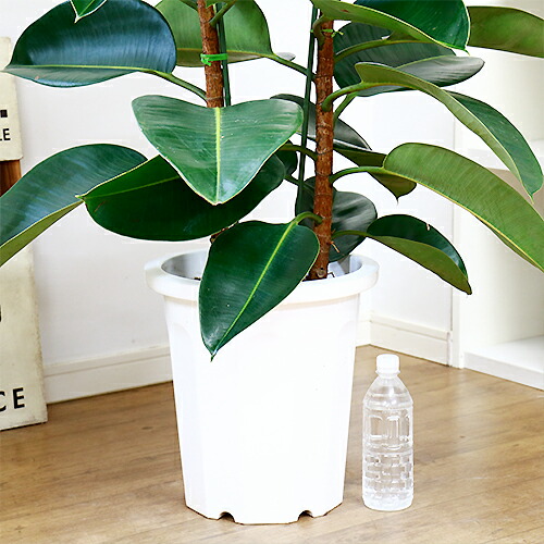 観葉草ツリー フィカス ロブスター デコララバー H152cm 10サイズ碗 大型 バーラットゴムの木 ごむの木 フィカス エラスティカ Hotjobsafrica Org