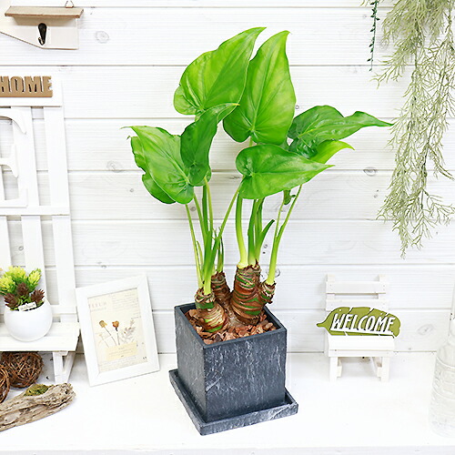 観葉植物 現品 シマクワズイモ H63cm セメント質ポット 観葉植物 ヒメクワズイモ アローカシア ククラータ トトロの傘 アローカシア タイワン クワズイモ くわずいも Hotjobsafrica Org