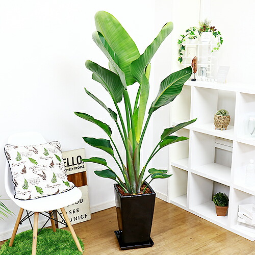 円 500円引きクーポン 開店祝い 縁起物 観葉植物 ストレリチア オーガスタ 10号 約150cm前後タイプ 陶器鉢 写真のような厳選品のお届けです 管理説明書 受皿付き 肥料小袋プレゼント 円 500円引きクーポン 開店祝い 縁起物 観葉植物 ストレリチア オーガスタ 10号 約150cm前後タイプ 陶器鉢 写真のような厳選品のお届けです 管理説明書 受皿付き 肥料小袋プレゼント