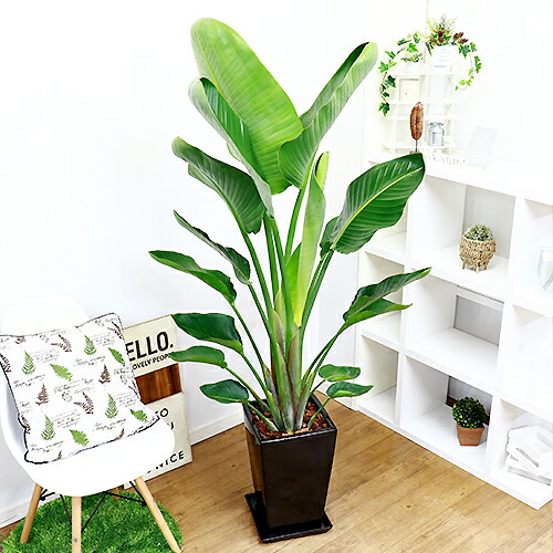 円 500円引きクーポン 開店祝い 縁起物 観葉植物 ストレリチア オーガスタ 10号 約150cm前後タイプ 陶器鉢 写真のような厳選品のお届けです 管理説明書 受皿付き 肥料小袋プレゼント 円 500円引きクーポン 開店祝い 縁起物 観葉植物 ストレリチア オーガスタ 10号 約150cm前後タイプ 陶器鉢 写真のような厳選品のお届けです 管理説明書 受皿付き 肥料小袋プレゼント