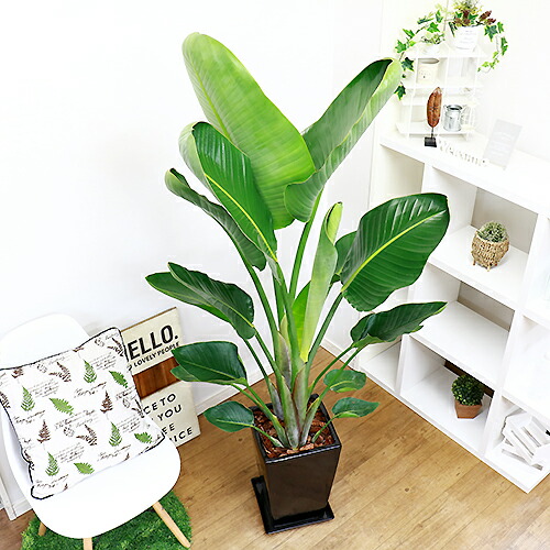 円 500円引きクーポン 開店祝い 縁起物 観葉植物 ストレリチア オーガスタ 10号 約150cm前後タイプ 陶器鉢 写真のような厳選品のお届けです 管理説明書 受皿付き 肥料小袋プレゼント 円 500円引きクーポン 開店祝い 縁起物 観葉植物 ストレリチア オーガスタ 10号 約150cm前後タイプ 陶器鉢 写真のような厳選品のお届けです 管理説明書 受皿付き 肥料小袋プレゼント