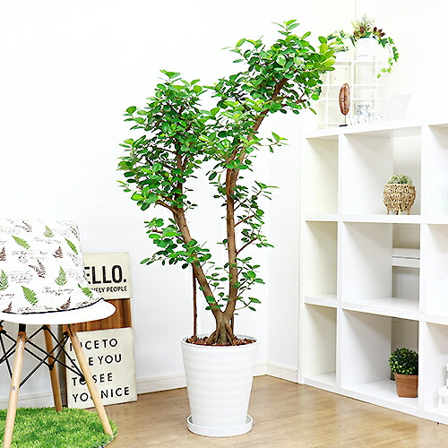 大きなパンダ ガジュマル H144cm セラアート10号鉢 観葉植物 現品 ぱんだ がじゅまる フィカス 精霊 自然樹形 贈り物におすすめ Collabforge Com