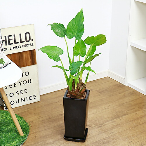 観葉植物 現品 シマクワズイモ H78cm 陶器鉢仕立 花 ガーデン Diy ハート形した葉がかわいい インテリア テーブルグリーン ヒメクワズイモ アロカシア ククラータ トトロの傘 出世芋 風水 贈り物 人気 イモ 芋 送料無料 Giosenglish Com 観葉植物 現品 シマクワズイモ H78cm 陶器鉢仕立 花 ガーデン Diy ハート形した葉がかわいい インテリア テーブルグリーン ヒメクワズイモ アロカシア ククラータ トトロの傘 出世芋 風水 贈り物 人気 イモ 芋 送料無料 Giosenglish Com