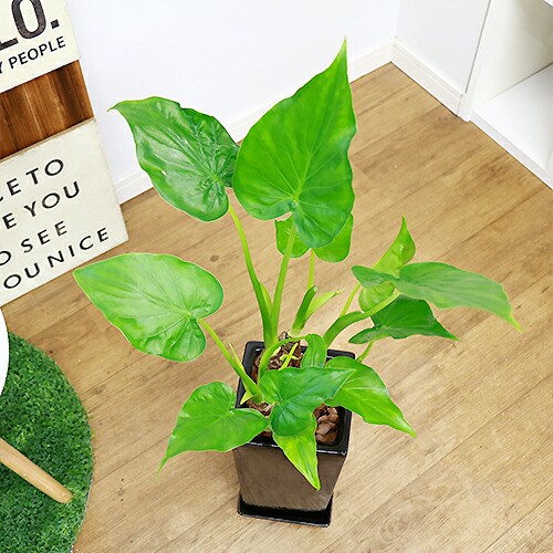 観葉植物 現品 シマクワズイモ H78cm 陶器鉢仕立 花 ガーデン Diy ハート形した葉がかわいい インテリア テーブルグリーン ヒメクワズイモ アロカシア ククラータ トトロの傘 出世芋 風水 贈り物 人気 イモ 芋 送料無料 Giosenglish Com 観葉植物 現品 シマクワズイモ H78cm 陶器鉢仕立 花 ガーデン Diy ハート形した葉がかわいい インテリア テーブルグリーン ヒメクワズイモ アロカシア ククラータ トトロの傘 出世芋 風水 贈り物 人気 イモ 芋 送料無料 Giosenglish Com