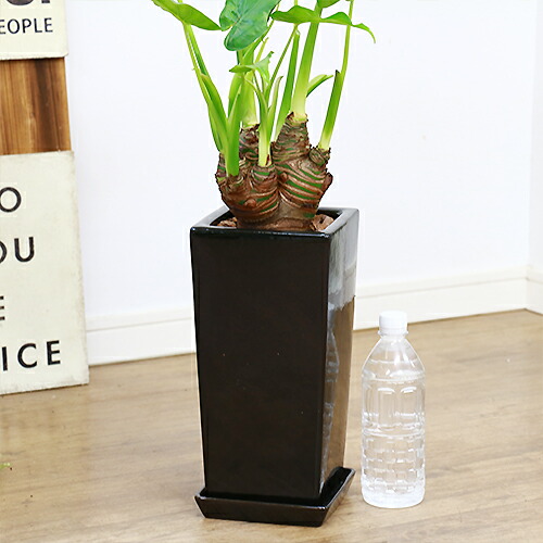 観葉植物 現品 シマクワズイモ H78cm 陶器鉢仕立 花 ガーデン Diy ハート形した葉がかわいい インテリア テーブルグリーン ヒメクワズイモ アロカシア ククラータ トトロの傘 出世芋 風水 贈り物 人気 イモ 芋 送料無料 Giosenglish Com 観葉植物 現品 シマクワズイモ H78cm 陶器鉢仕立 花 ガーデン Diy ハート形した葉がかわいい インテリア テーブルグリーン ヒメクワズイモ アロカシア ククラータ トトロの傘 出世芋 風水 贈り物 人気 イモ 芋 送料無料 Giosenglish Com