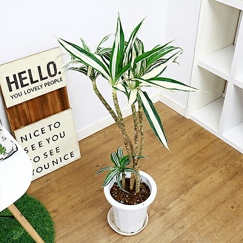 希少種 ドラセナ デレメンシス ワーネッキー ロンギー H95cm 7号鉢仕立 現品 観葉植物 ドラセナ フラグランス ワーネッキー シロシマセンネンボク シロワネッキー 風水 幸福の木の仲間 送料込み Letempslev K7a Com