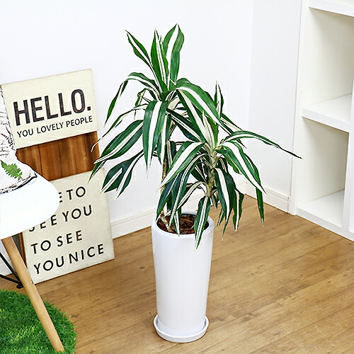 珍しいもと ドラセナ デレメンシス ワーネッキー ロンギー Hcm 陶芸野ざらし御針 観葉植物 現品 ドラセナ フラグランス ワーネッキー シロシマセンネンボク シロワネッキー 風水 慶福の樹木のご存じ 貨物輸送込み Foxunivers Com