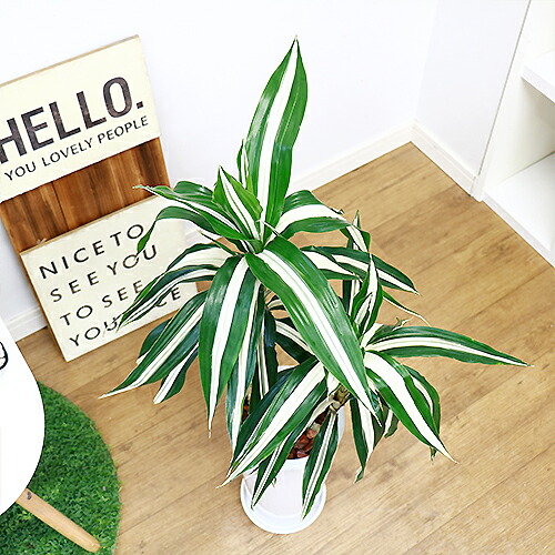 珍しいもと ドラセナ デレメンシス ワーネッキー ロンギー Hcm 陶芸野ざらし御針 観葉植物 現品 ドラセナ フラグランス ワーネッキー シロシマセンネンボク シロワネッキー 風水 慶福の樹木のご存じ 貨物輸送込み Foxunivers Com