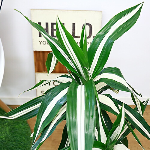 珍しいもと ドラセナ デレメンシス ワーネッキー ロンギー Hcm 陶芸野ざらし御針 観葉植物 現品 ドラセナ フラグランス ワーネッキー シロシマセンネンボク シロワネッキー 風水 慶福の樹木のご存じ 貨物輸送込み Foxunivers Com