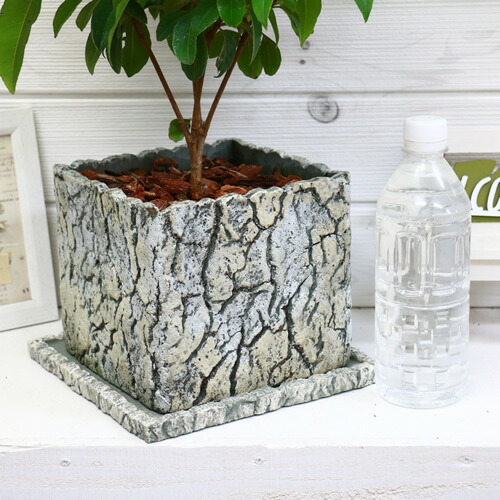 沢山の花芽付 レモンマートル セメントポット鉢仕立 現品 ギフト 花 ガーデン 観葉植物 ハーブ アロマ 苗 レモンよりレモンの香りがする植物 ハーブティーとして有名 レモンマートルハーブティー Rvcconst Com