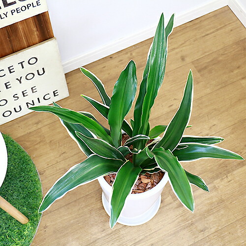 古典園芸植物 万年青 オモト H75cm 陶器鉢仕立 斑入り 観葉植物 現品 おもと 都城 学名 Rohdea Japonica Rvcconst Com