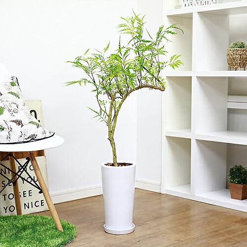 観葉植物 ポリシャス フィリシィフォリア H101cm 陶磁器ボールしたて物 タイワンモミジ ポリスキアス 富貴ツリー 常緑樹 中華民国紅葉 前徴の明美 観葉植物 送料込み Hotjobsafrica Org