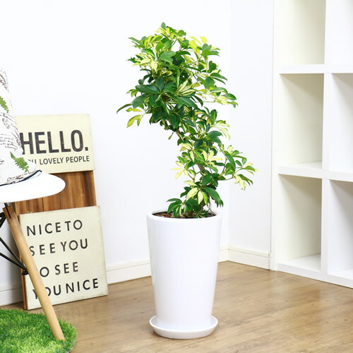 現品 斑入り シェフレラ グランディ 陶器鉢仕立 H87cm 花 ガーデン Diy 観葉植物 シェフレラ ホンコンカポック アルボリコラ 曲線 トルネード樹形 耐寒性 オクトパスツリー ホンコンカポックの淡黄色斑入りの園芸品種 Mgpadel Com