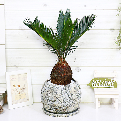 現品 ソテツ 蘇鉄 そてつ H48cm セメントポット鉢 太い 観葉植物 学名 Cycas Revoluta Andapt Com